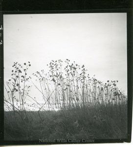 Image description is not available for PHO-4-W689-242